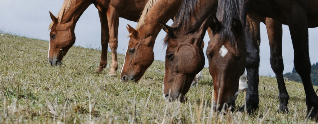 électrolytes cheval minéraux été